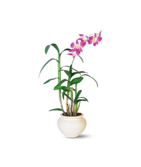Orchidé Dendrobium
